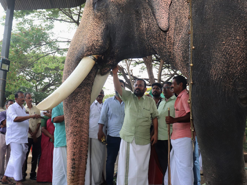 Thrissur Pooram: Animal protection and forest departments are ready for the safety of elephants