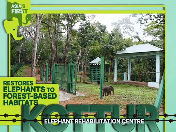 Kotur Elephant Rehabilitation Center by rehabilitating elephants into forest-based habitats