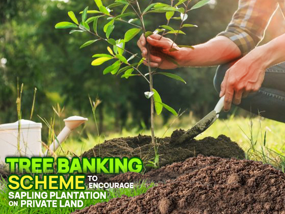 Tree Banking Project: Forest Department to ensure afforestation and carbon neutrality